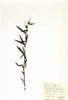 藏品(多葉馬先蒿)的圖片